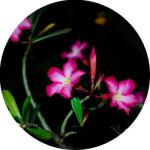  Night Flower Allergén mentes illatolaj