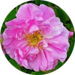  Törökországi rózsa 100% -os természetazonos illóolaj 100 ml