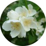  Jázmin 100% illatolaj