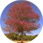  Rózsafa 100% tisztaságú, természetazonos illóolaj 100 ml