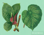 AS Creation Walls by Patel 3 DD121952 zöld leaf garden 2 digitális panel (DD121952)