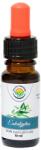 Salvia Paradise Ulei esențial - Eucalipt - 10 ml