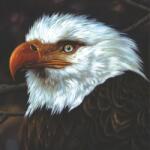 Mogwai Hawk is Howling (Jpn)