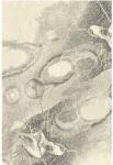  Covor lana Bellona pearl Selectează mărime: 240 X 340 Covor