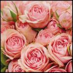 PAW Papírszalvéta 33x33 cm 3 rétegű 20 lap/csomag - Rózsacsokor