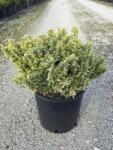  Aranytarka kislevelű törpe kecskerágó Euonymus Pulchellus 'Aurea Gold' CLT3