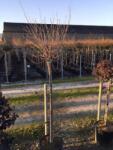  Gömb csepleszmeggy Prunus Fruticosa Globosa CLT18 törzses