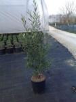  Olajfa Olea Europea CLT10 80/100