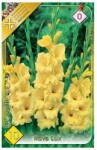 KERTIMAG Bulbi Flori Gladiolus Nova Lux 10 Cat 0-10buc (1110000006410)
