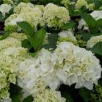  Hydrangea macr. 'Schneeball' CLT10
