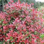  Photinia fr. 'Little Red Robin' CLT30 korallberkenye