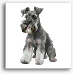 Los Polos Schnauzer vászonkép