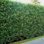  Prunus laurocerasus V18 Babérmeggy