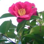  Camellia Sasanqua 'Kanjiro' B2 Szaszanka