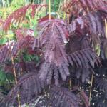  ALBIZIA JULIBRISSIN SUMMER CHOCOLATE (R) CLT. 18 6/8 STANDARD Perzsa selyemakác