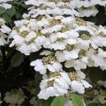  VIBURNUM PLICATUM LANARTH CLT. 10 Redõs levelű bangita