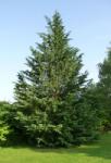  CUPRESSOCYPARIS LEYLANDII CLT. 18 HALF STANDARD Leyland ciprus