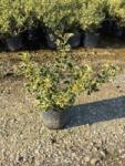  ILEX AQUIF. VARIEGATUM (ARG. MARGINATA) CLT. 25 HALF STANDARD TR. 120/140 Közönséges magyal