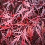 Acer (ROSSI) PALM. DISS. TAMUKEYAMA CLT. 10 FEATHERED Japán juhar