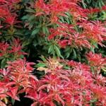  PIERIS JAPONICA PRELUDE CLT. 7 Japán babérhanga