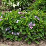  HYDRANGEA SERRATA MAGIC PILLOW (R) CLT. 10 Fűrészeslevelű hortenzia
