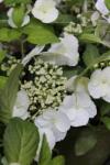  HYDRANGEA MACROPHYLLA RUNAWAY BRIDE (R) CLT. 10 Kerti hortenzia
