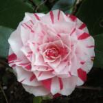  CAMELLIA JAPONICA BONOMIANA CLT. 15 Japán kamélia