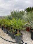  CHAMAEROPS (TRACHYCARPUS)FORTUNEI CLT. 30 80/100 MULTI-STEMMED Kenderpálma