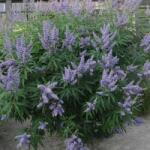 VITEX AGNUS CASTUS LATIFOLIA CLT. 10 Barátcserje