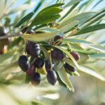  OLEA EUROPAEA MAURINO CLT. 15 HALF STANDARD Olajfa