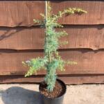  CEDRUS ATLANTICA SILBERSPITZ CLT. 10 Atlaszcédrus