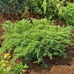  JUNIPERUS CONFERTA SCHLAGER LV 14 BONSAI Terülõ fövenyboróka