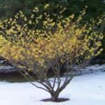  HAMAMELIS INT. ARNOLD PROMISE CLT. 10 Varázsmogyoró