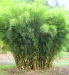 FARGESIA ROBUSTA PINGWU CLT. 5 Bambusz