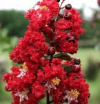  LAGERSTROEMIA DYNAMITE (R) CLT. 18 HALF STANDARD TR. 120/140 Selyemmirtusz