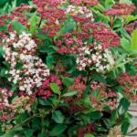  VIBURNUM TINUS EVE PRICE CLT. 18 HALF STANDARD Téli bangita