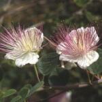 CAPPARIS SPINOSA CLT. 1, 5 Tövises kapri