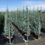  CUPRESSUS ARIZ. FASTIGIATA CLT. 25 200/250 Arizonai ciprus