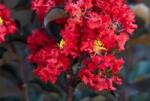 LAGERSTROEMIA BLACK DIAMOND (R)BEST RED CLT. 5 Selyemmirtusz
