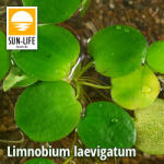 Sun-Life Limnobium laevigatum ( 224 ) (TN00224)