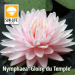 Sun-Life Nymphaea Gloire du Temple sur Lot (GLO) (TN00GLO)