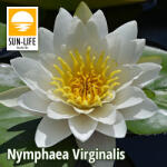Sun-Life Nymphaea Virginalis ( VIR ) (TN00VIR)