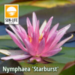 Sun-Life Nymphaea Starburst (STA) (TN00STA)