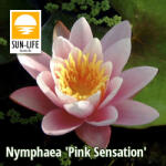 Sun-Life Nymphaea Pink Sensation (PSE) (TN00PSE)