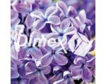 DIMEX Festmények üvegre - halványlila 30 x 30 cm (GL-30-011)