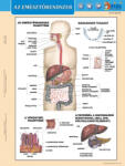 Stiefel Sistemul digestiv+ Digestia (lb. maghiara)