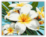 Trópusi Plumeria Virágok - számfestő készlet