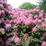  Rhododendron 'Roseum elegans' 30-35 Havasszépe