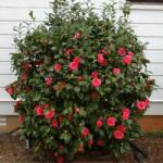  Camellia japonica 'Dr. Burnside' B2 Japán kamélia