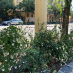  Fehér hóbogyó - Symphoricarpos albus